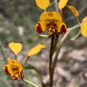 Diuris semilunulata at Jerrabomberra, NSW - 17 Oct 2020