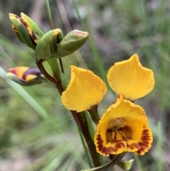 Diuris semilunulata at Jerrabomberra, NSW - 17 Oct 2020