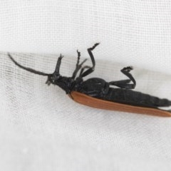 Porrostoma rhipidium (Long-nosed Lycid (Net-winged) beetle) at Higgins, ACT - 17 Oct 2020 by Alison Milton