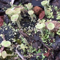 Cladonia sp. (Cup Lichen) at Mirador, NSW - 15 Oct 2020 by hynesker1234