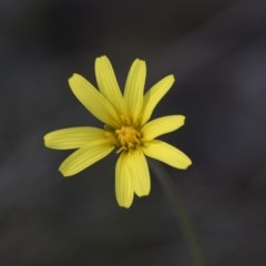 Microseris walteri (Yam Daisy, Murnong) at Bruce, ACT - 13 Oct 2020 by AlisonMilton