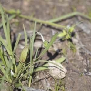 Microseris walteri at Bruce, ACT - 13 Oct 2020