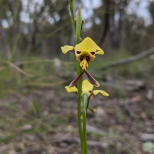 Diuris sulphurea at Watson, ACT - suppressed