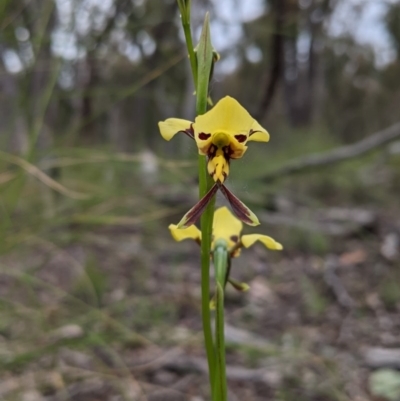 Diuris sulphurea (Tiger Orchid) at Watson, ACT - 17 Oct 2020 by isopeda