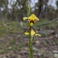 Diuris sulphurea (Tiger Orchid) at Watson, ACT - 17 Oct 2020 by isopeda