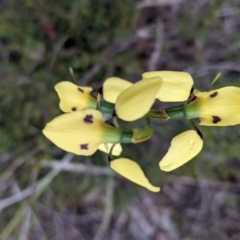 Diuris sulphurea at Watson, ACT - suppressed