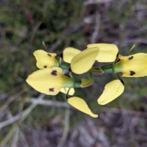 Diuris sulphurea at Watson, ACT - 17 Oct 2020