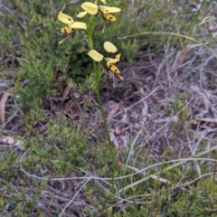 Diuris sulphurea at Watson, ACT - 17 Oct 2020