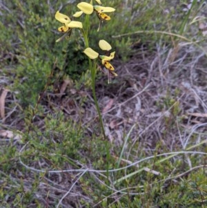 Diuris sulphurea at Watson, ACT - suppressed