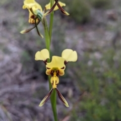 Diuris sulphurea at Watson, ACT - suppressed