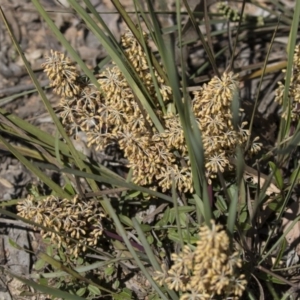 Lomandra multiflora at Bruce, ACT - 13 Oct 2020 12:37 PM