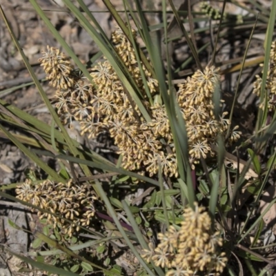 Lomandra multiflora (Many-flowered Matrush) at Gossan Hill - 13 Oct 2020 by Alison Milton