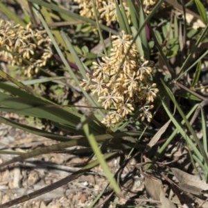 Lomandra multiflora at Bruce, ACT - 13 Oct 2020 12:37 PM