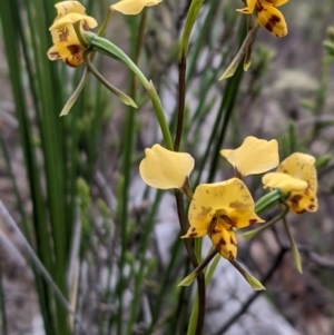 Diuris nigromontana at Watson, ACT - 17 Oct 2020