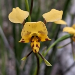 Diuris nigromontana at Watson, ACT - 17 Oct 2020