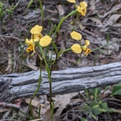 Diuris nigromontana at Watson, ACT - 17 Oct 2020