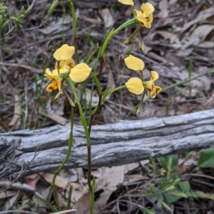 Diuris nigromontana at Watson, ACT - 17 Oct 2020