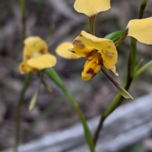 Diuris nigromontana at Watson, ACT - 17 Oct 2020