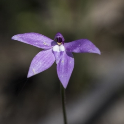 Glossodia major (Wax Lip Orchid) at Gossan Hill - 13 Oct 2020 by Alison Milton