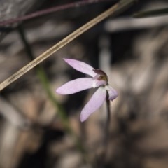 Caladenia fuscata (Dusky Fingers) at Bruce, ACT - 13 Oct 2020 by Alison Milton