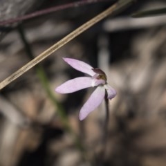 Caladenia fuscata (Dusky Fingers) at Bruce Ridge to Gossan Hill - 13 Oct 2020 by Alison Milton