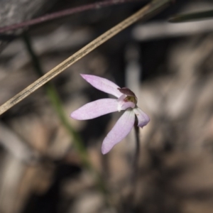 Caladenia fuscata at Bruce, ACT - suppressed