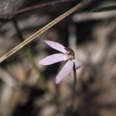 Caladenia fuscata (Dusky Fingers) at Bruce, ACT - 13 Oct 2020 by AlisonMilton