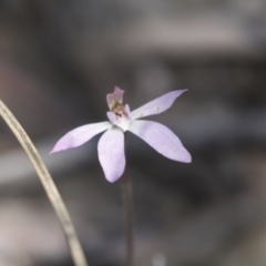 Caladenia fuscata at Bruce, ACT - suppressed