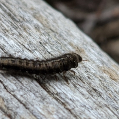 Lagriini sp. (tribe) (Unidentified lagriine darkling beetle) at Watson, ACT - 17 Oct 2020 by SusanneG