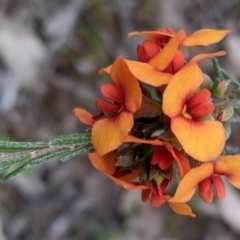 Dillwynia sericea (Egg And Bacon Peas) at Watson, ACT - 17 Oct 2020 by SusanneG