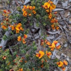 Pultenaea procumbens (Bush Pea) at Watson, ACT - 17 Oct 2020 by SusanneG