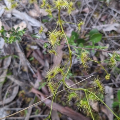 Drosera gunniana (Pale Sundew) at Watson, ACT - 17 Oct 2020 by SusanneG