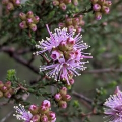 Kunzea parvifolia (Violet Kunzea) at Black Mountain - 17 Oct 2020 by SusanneG