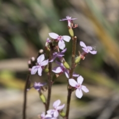 Stylidium (genus) (Trigger Plant) at Bruce, ACT - 13 Oct 2020 by AlisonMilton
