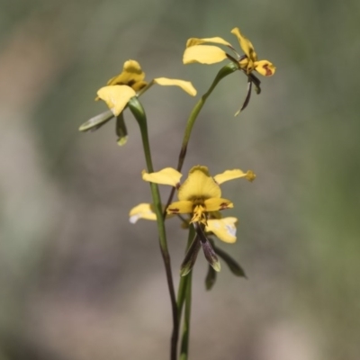 Diuris nigromontana (Black Mountain Leopard Orchid) at Radford College - 13 Oct 2020 by AlisonMilton