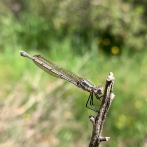 Austrolestes aridus at Murrumbateman, NSW - suppressed
