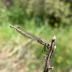 Austrolestes aridus at Murrumbateman, NSW - 11 Oct 2020