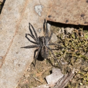 Tasmanicosa sp. (genus) at Bruce, ACT - 13 Oct 2020 12:11 PM