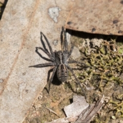 Tasmanicosa sp. (genus) (Unidentified Tasmanicosa wolf spider) at Bruce, ACT - 13 Oct 2020 by AlisonMilton
