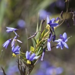 Stypandra glauca (Nodding Blue Lily) at Bruce, ACT - 13 Oct 2020 by AlisonMilton