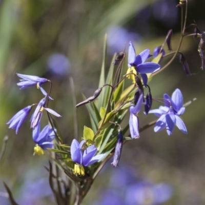 Stypandra glauca (Nodding Blue Lily) at Gossan Hill - 13 Oct 2020 by Alison Milton