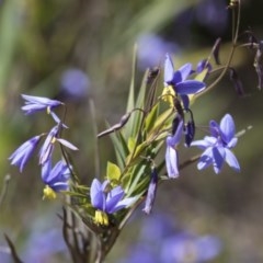 Stypandra glauca (Nodding Blue Lily) at Bruce, ACT - 13 Oct 2020 by Alison Milton