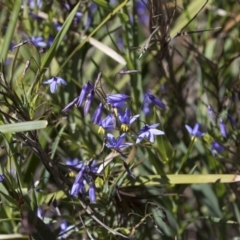 Stypandra glauca at Bruce, ACT - 13 Oct 2020