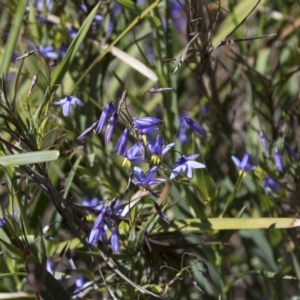 Stypandra glauca at Bruce, ACT - 13 Oct 2020