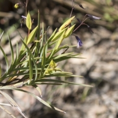 Stypandra glauca at Bruce, ACT - 13 Oct 2020