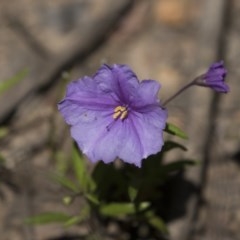 Solanum (genus) (Nightshades, soda apples, devils apples) at Bruce, ACT - 13 Oct 2020 by AlisonMilton