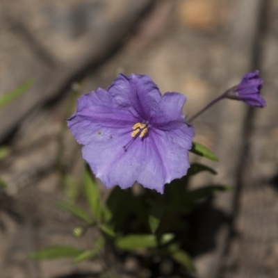 Solanum (genus) (Nightshades, soda apples, devils apples) at Bruce, ACT - 13 Oct 2020 by AlisonMilton