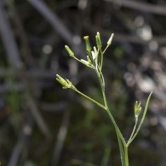 Senecio prenanthoides (Common Forest Fireweed) at Bruce, ACT - 13 Oct 2020 by AlisonMilton