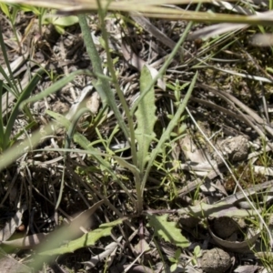 Senecio prenanthoides at Bruce, ACT - 13 Oct 2020