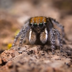 Maratus plumosus (Plumed Peacock Spider) at Tuggeranong DC, ACT - 17 Oct 2020 by kdm